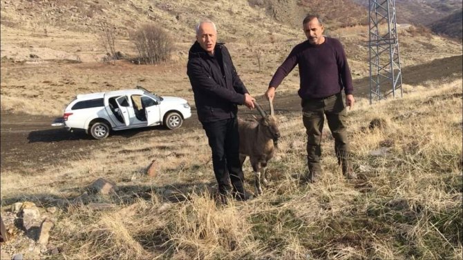 Hasta Dağ Keçisi Tedavi Edilip Doğaya Bırakıldı