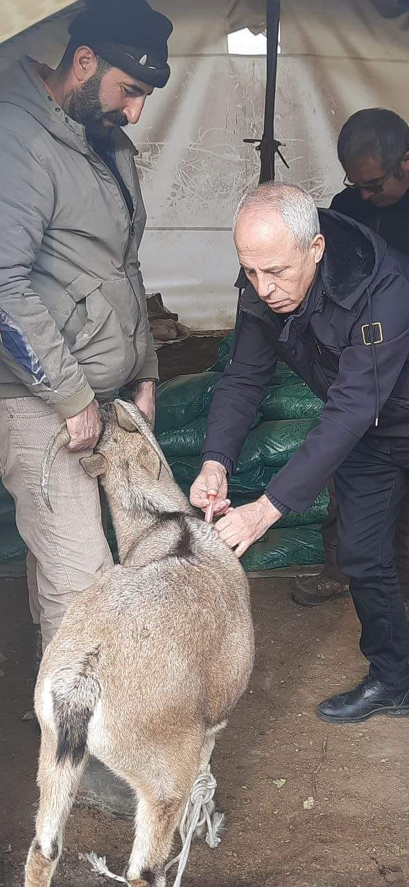 Hasta Dağ Keçisi Tedavi Edilip Doğaya Bırakıldı