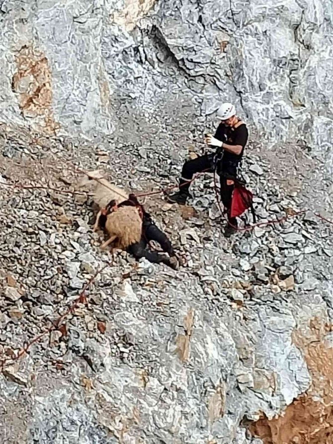 Uçuruma Düşen Koyun Kurtarıldı