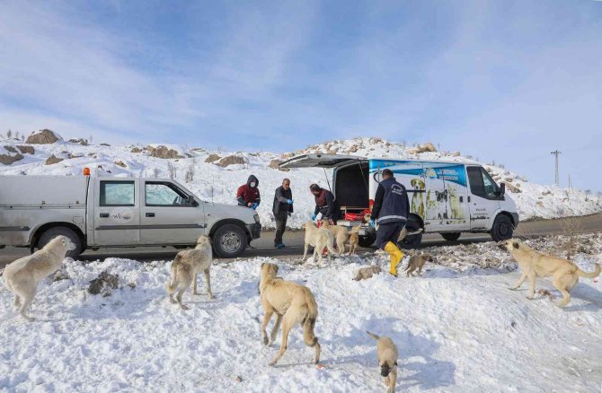 Van Büyükşehir Soğuk Kış Günlerinde Sokak Hayvanlarını Yalnız Bırakmıyor