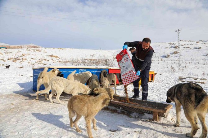 Van Büyükşehir Soğuk Kış Günlerinde Sokak Hayvanlarını Yalnız Bırakmıyor