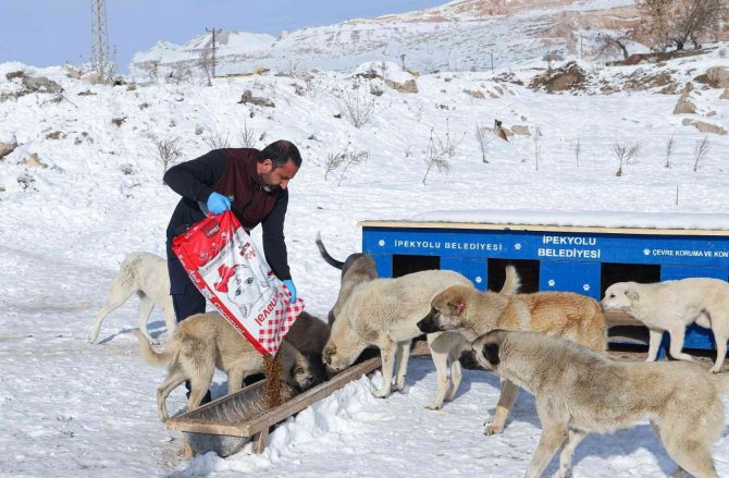 Van Büyükşehir Soğuk Kış Günlerinde Sokak Hayvanlarını Yalnız Bırakmıyor
