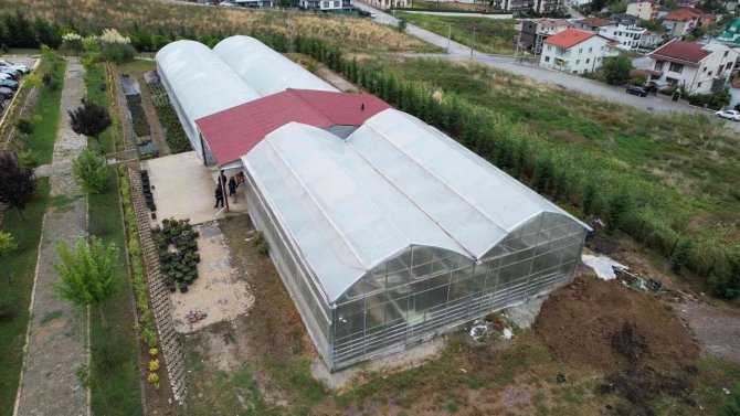 Öğrencilerin Yetiştirdiği Çiçekler Yalova Sokaklarını Süsleyecek