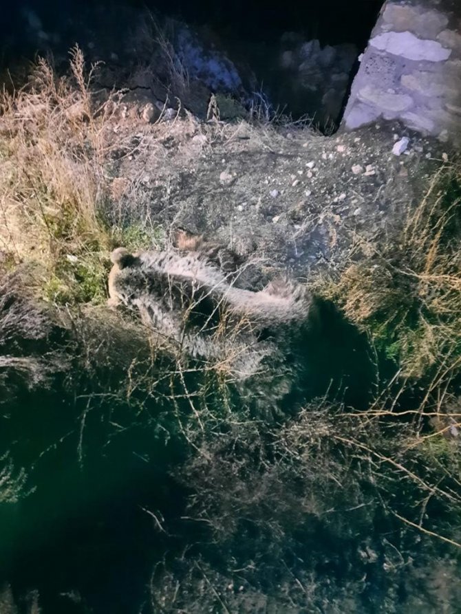 3 Gün Önce Yozgat’ta Görülen Gezgin Ayı Bu Sefer Nevşehir’de Vatandaşları Korkuttu
