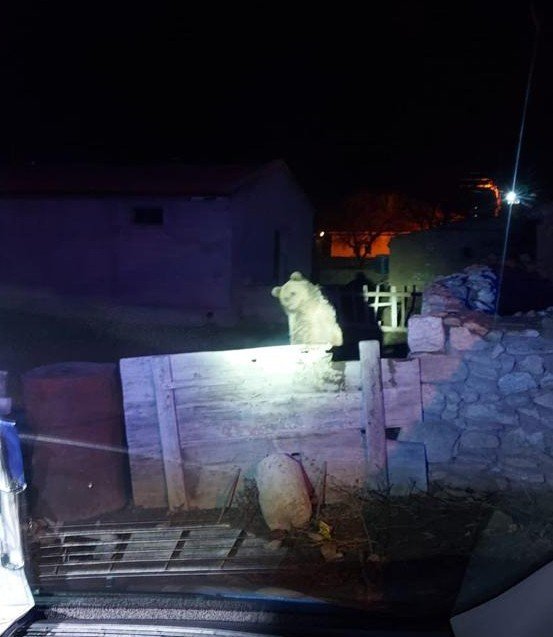 3 Gün Önce Yozgat’ta Görülen Gezgin Ayı Bu Sefer Nevşehir’de Vatandaşları Korkuttu