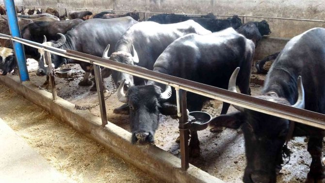 Manda Sütünden Elde Edilen Ürünler Ülke Ekonomisine Kazandırılacak