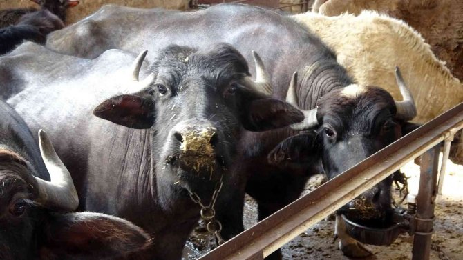 Manda Sütünden Elde Edilen Ürünler Ülke Ekonomisine Kazandırılacak