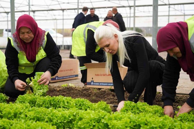 Belediye Serasında Yetiştirilen 5 Bin Adet Marul İhtiyaç Sahiplerine Dağıtıldı