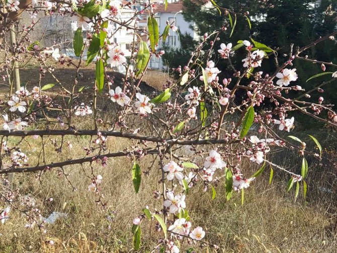 Bilecik’e Kar Düşmeden Bademler Çiçek Açtı