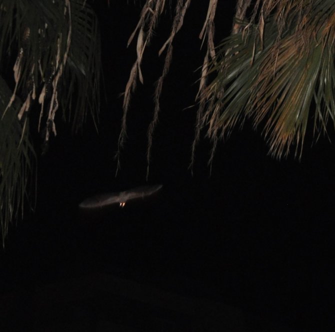 Kozan’da Yarasa Korkusu