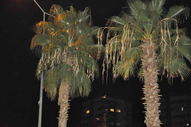 Kozan’da Yarasa Korkusu