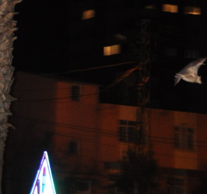 Kozan’da Yarasa Korkusu