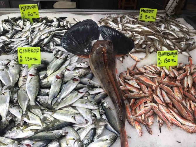 Kilosu 250 Liradan Tezgahta Yerini Aldı