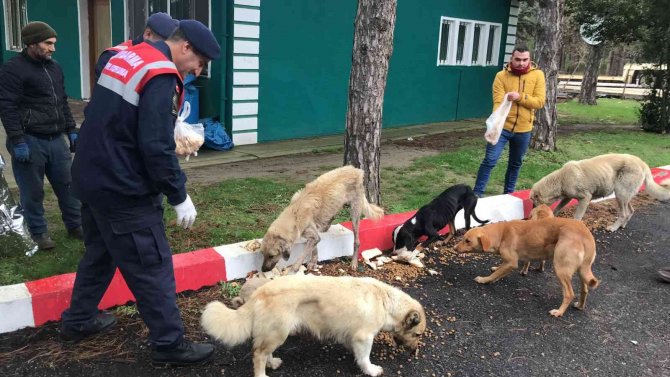 Edirne Jandarması Sokak Hayvanlarını Yalnız Bırakmadı