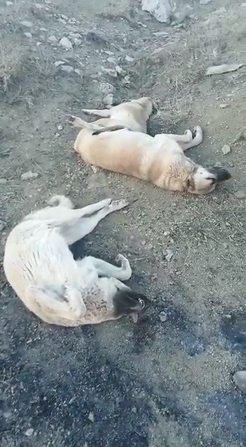 Elazığ’da Zehirlenerek Öldürülen Köpekler İçin Soruşturma Başlatıldı