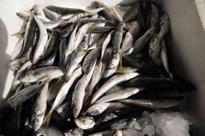 Gastronomi Kenti Gaziantep’te Balık, Kebabın Gölgesinde Kaldı