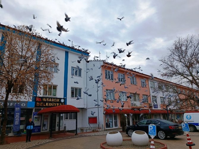 Hisarcık’ta Güvercinlere Yem