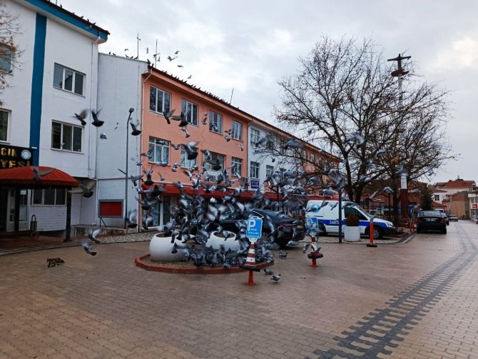 Hisarcık’ta Güvercinlere Yem