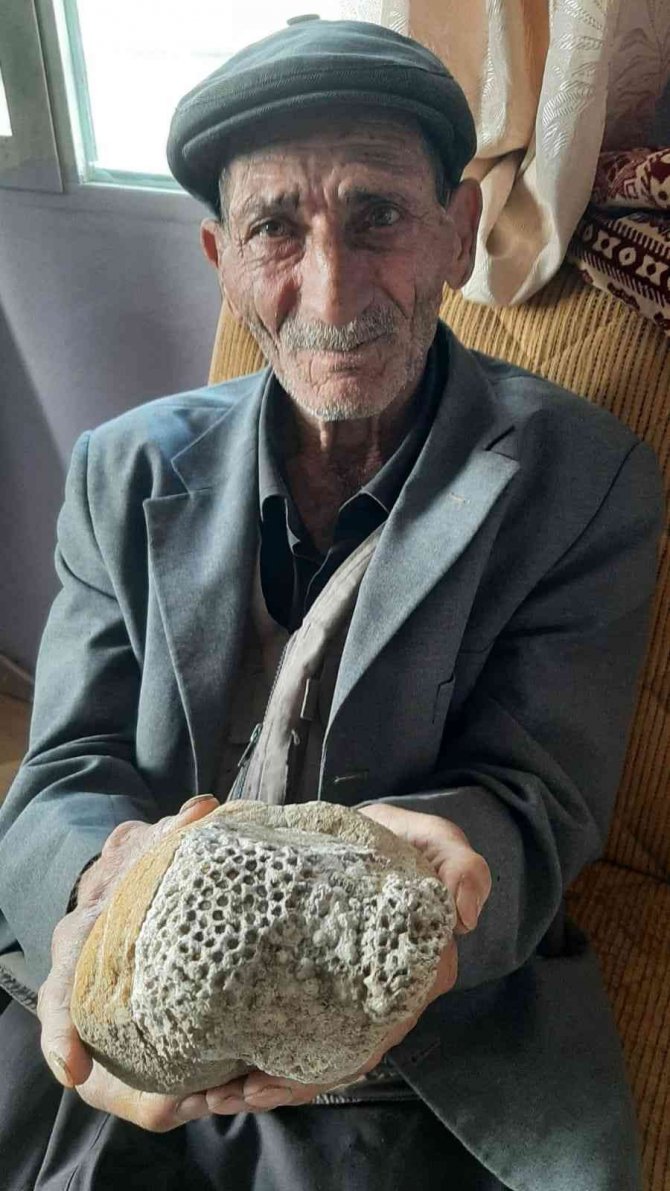 Milyonlarca Yıllık Arı Peteği Fosili Buldu