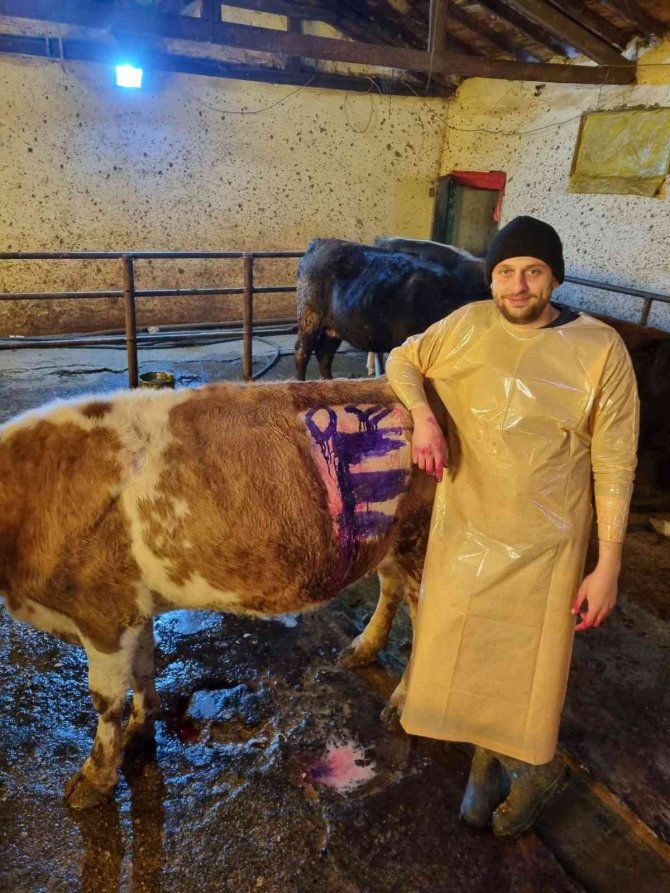 İ̇neğin Karnından Bir Avuç Çivi Çıktı