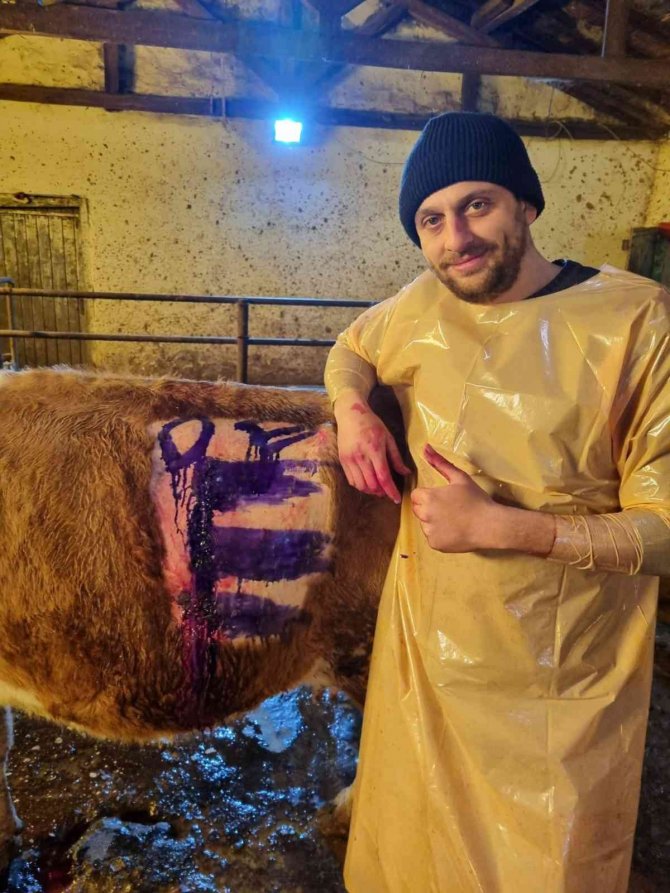 İ̇neğin Karnından Bir Avuç Çivi Çıktı