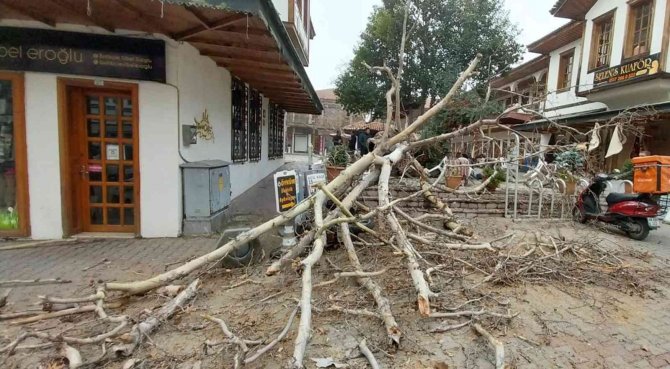 110 Yıllık Tescilli Çınar Devrildi