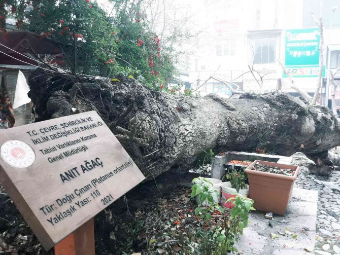110 Yıllık Tescilli Çınar Devrildi