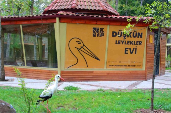 Bu Leyleği Fotoğraflamak İçin 2 Bin Kilometre Yol Katetti