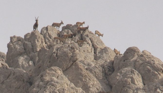 Dağların Süsü Olan Yaban Keçisi Sürücü Dronla Görüntülendi