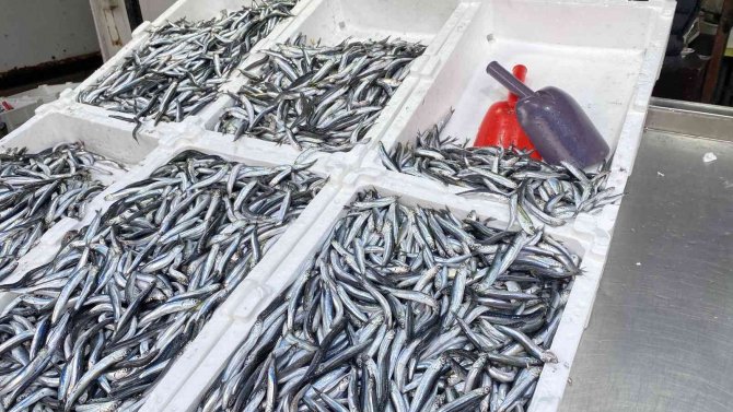 Balıkçılar Hamsi İçin Havaların Soğumasını Bekliyor