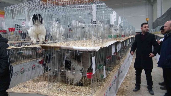 En Güzel Tavşan, Kaz, Tavuk Ve Güvercin Seçildi