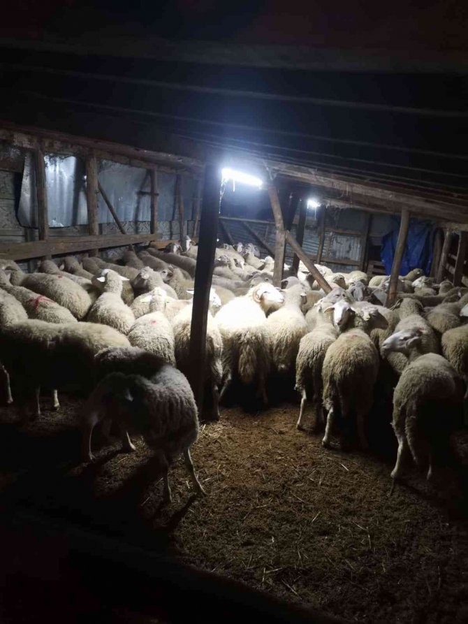 "Parayı Havale Yoluyla Göndereceğim" Dedi, 81 Koyunla Kayıplara Karıştı