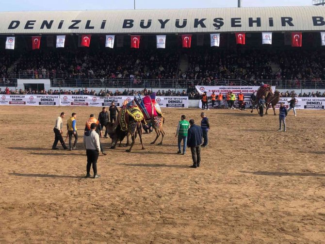 Denizli’de 120 Pehlivan Deve Güreşmeye Başladı