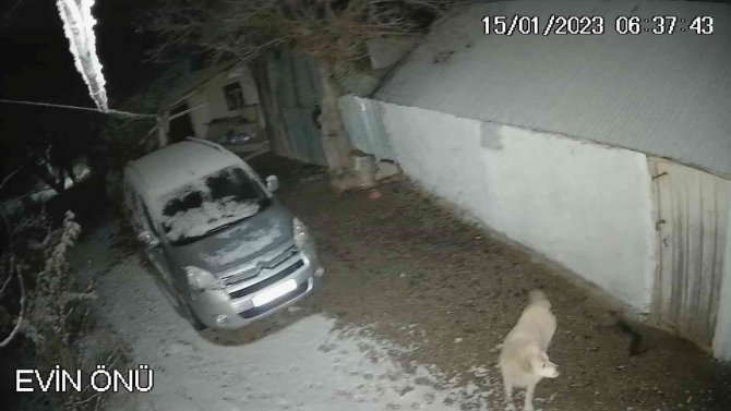 Depreme Uykusunda Yakalanan Köpeğin O Anları Kamerada