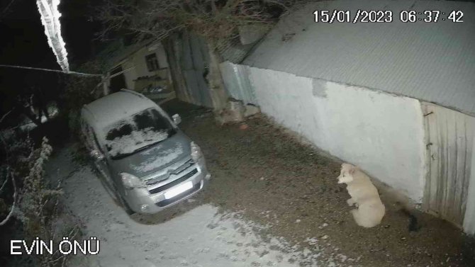 Depreme Uykusunda Yakalanan Köpeğin O Anları Kamerada