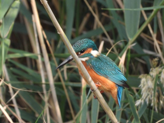 Milleyha Sulak Alanı 302 Kuş Türüne Ev Sahipliği Yapıyor