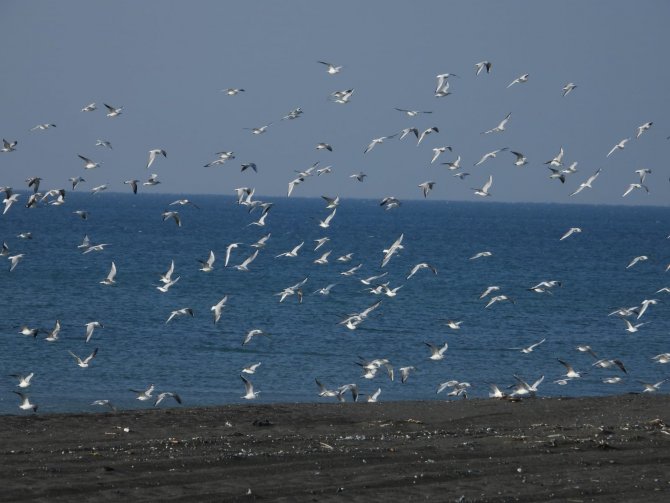 Milleyha Sulak Alanı 302 Kuş Türüne Ev Sahipliği Yapıyor