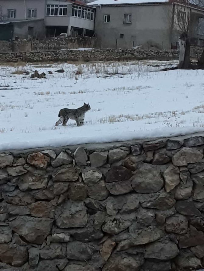 Köpeklerden Kaçan Vaşak Tel Örgüde Asılı Kaldı, Görenler Şaşkınlık Yaşadı