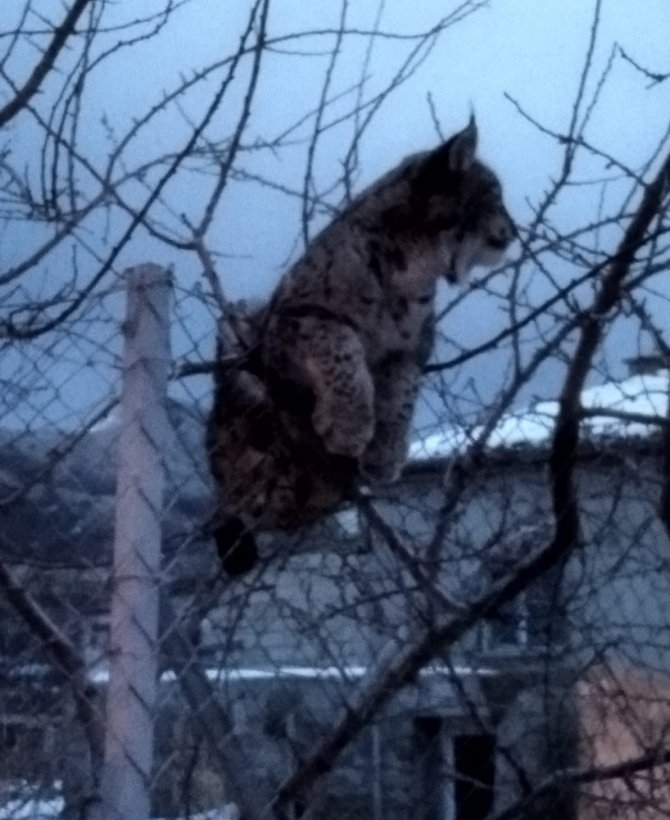 Köpeklerden Kaçan Vaşak Tel Örgüde Asılı Kaldı, Görenler Şaşkınlık Yaşadı