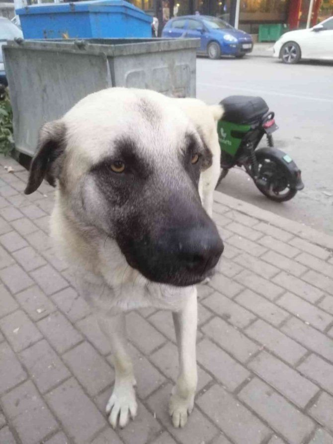 İ̇zmit’te Köpeğe Şiddet Uygulayan 2 Şahıs Yakalandı