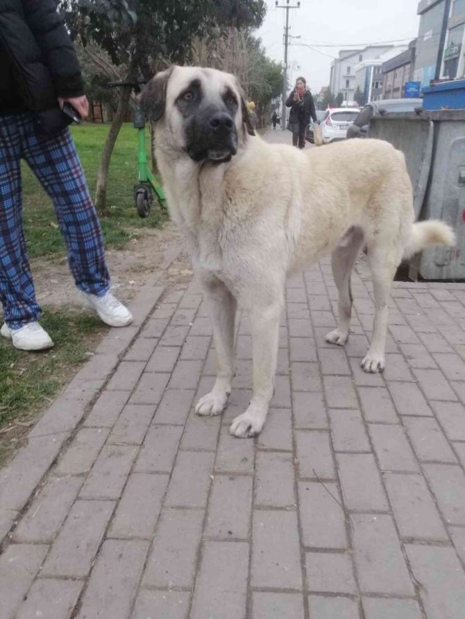 İ̇zmit’te Köpeğe Şiddet Uygulayan 2 Şahıs Yakalandı