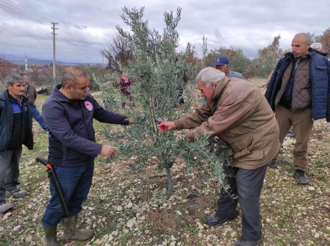 Kurum Müdürü Vatandaşlara Ağaç Budamasını Öğretiyor