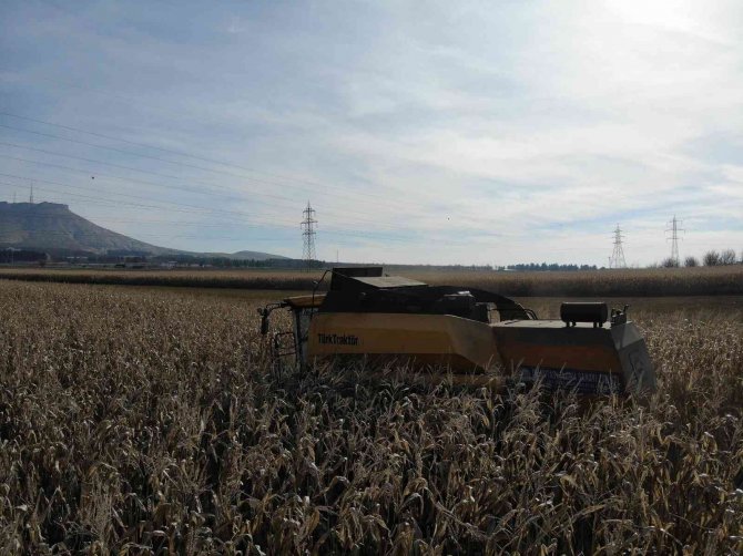Mardin’de Mısırı Nem Vurdu, Ürünün Kalitesi Düştü