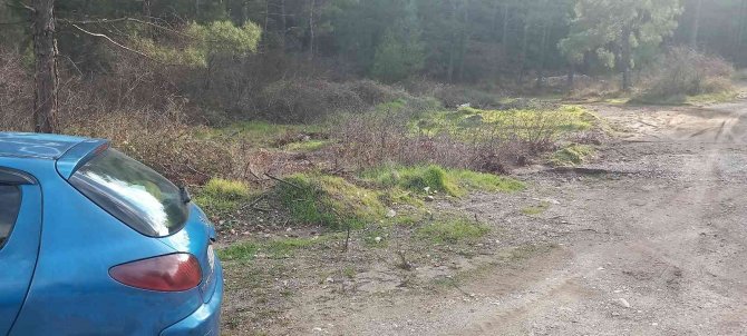 Muğla’da Vatandaşlar Hafta Sonunu Dağlarda Çıntar Mantarı Toplayarak Geçirdi