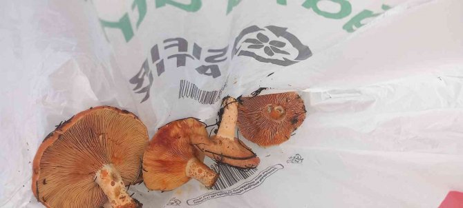 Muğla’da Vatandaşlar Hafta Sonunu Dağlarda Çıntar Mantarı Toplayarak Geçirdi