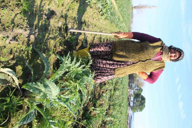 Aydın’da Çapacı Kadınlar Yevmiyelerin Düşüklüğünden Dert Yandı