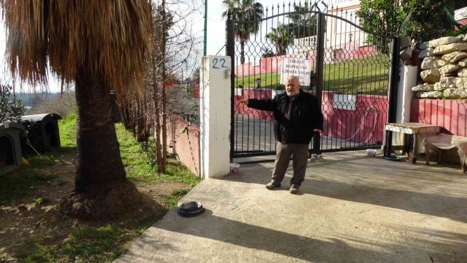 Sokak Köpeklerini Besleyen Alman Vatandaşından, Köpeklerin Verdiği Zarar İçin Örnek Davranış