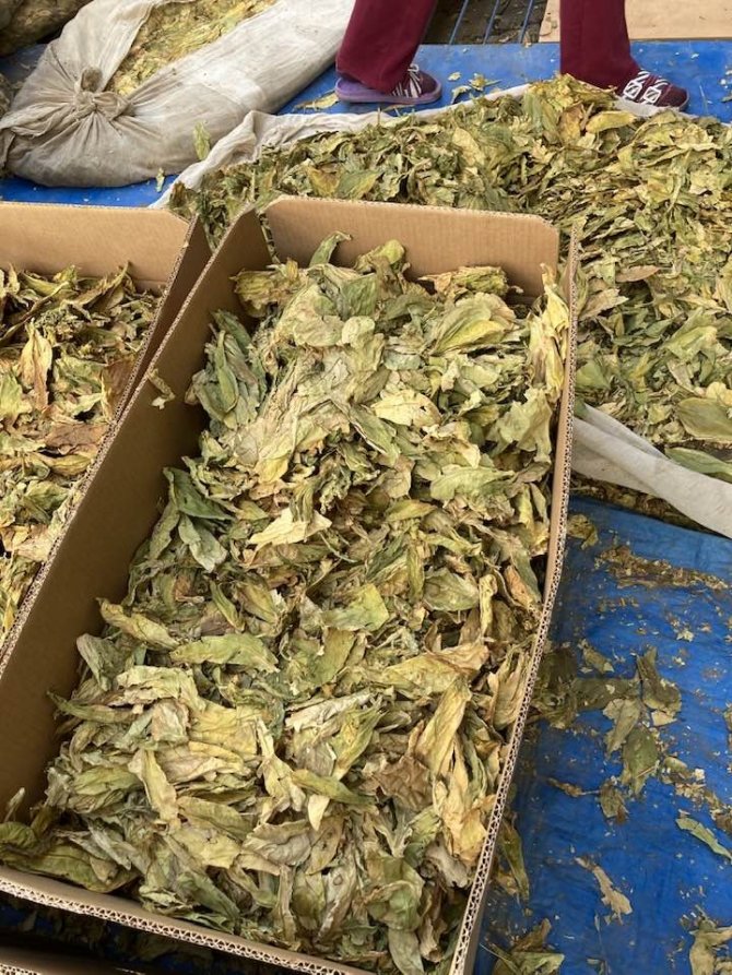 Karacasu’da Tütünler Paketlenmeye Başladı, Üreticiyi Para Kazanamama Telaşı Sardı