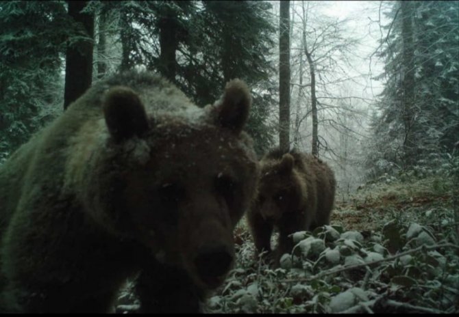 Havaların Soğumasını Bekleyen Ayıları Uyku Tutmadı