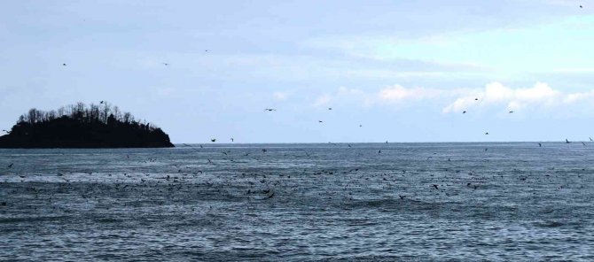 Kış Ortası Su Kuşu Sayımı Çalışmaları Başladı